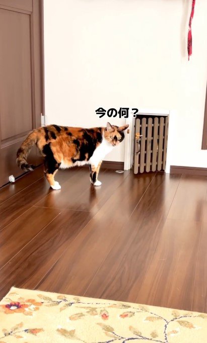 今の何だったの？と不思議そうなはなちゃん