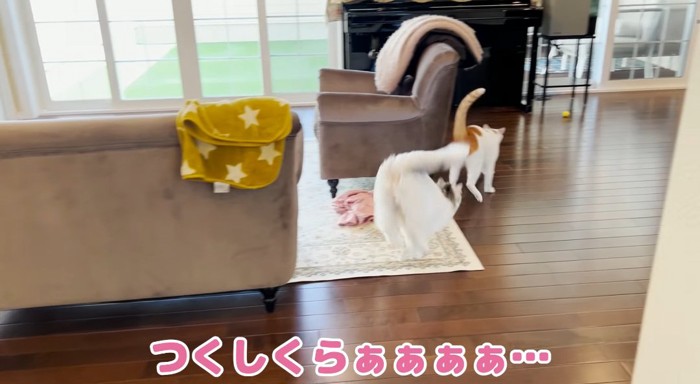 突撃する猫