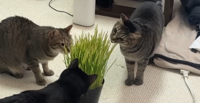 猫草を食べる3匹の猫