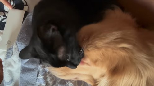 犬の顔を舐めている猫