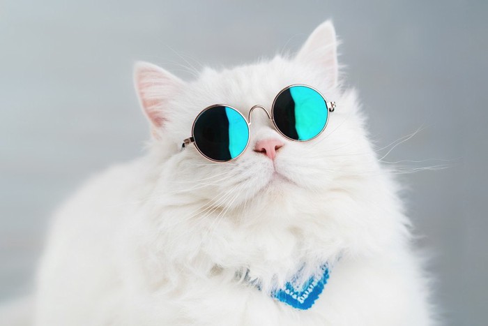 235693712／Portrait of highland straight fluffy cat with long hair and round sunglasses. Fashion, style, cool animal concept. Studio photo. White pussycat on gray background 