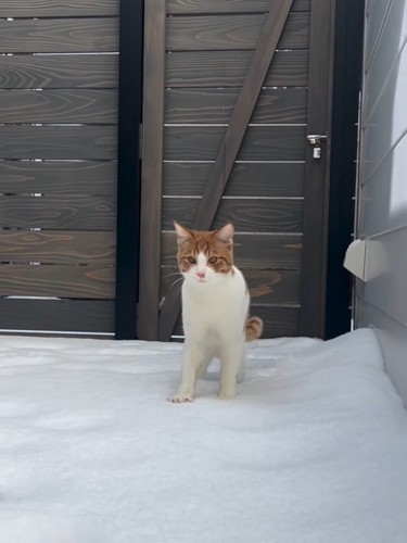 雪の上に立つ猫