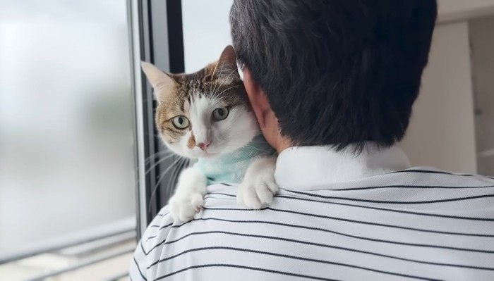 抱っこされている猫