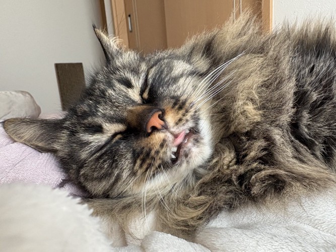 舌を出して眠る猫の顔