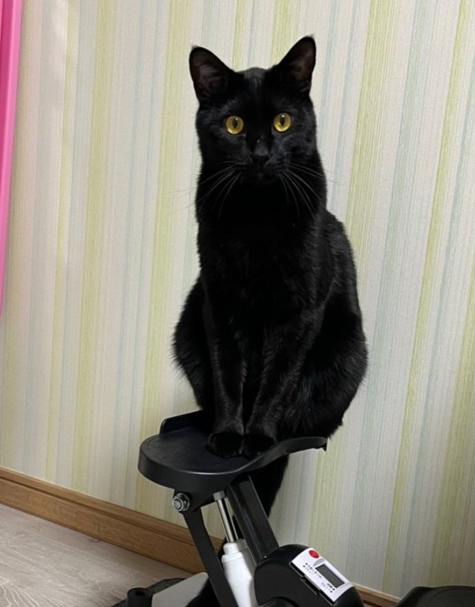 お座りする猫