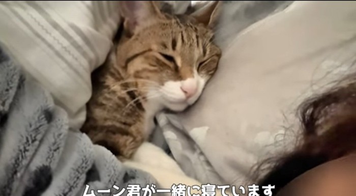 布団の中の猫