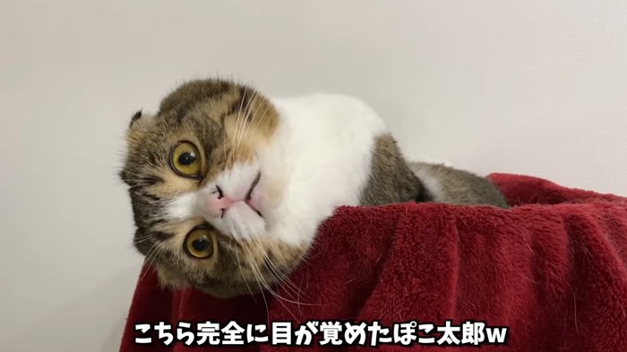 目を丸くする猫