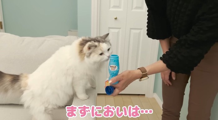 匂いを嗅ぐ猫