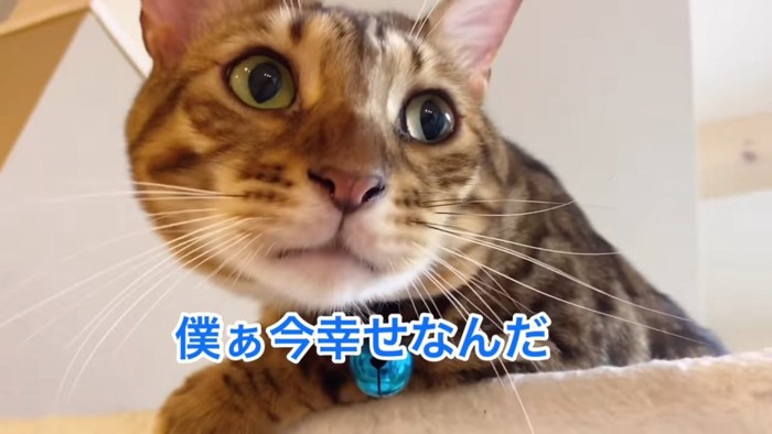 青い鈴の猫の顔