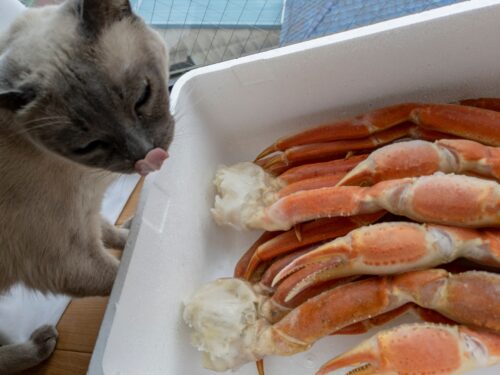猫とタラバガニ