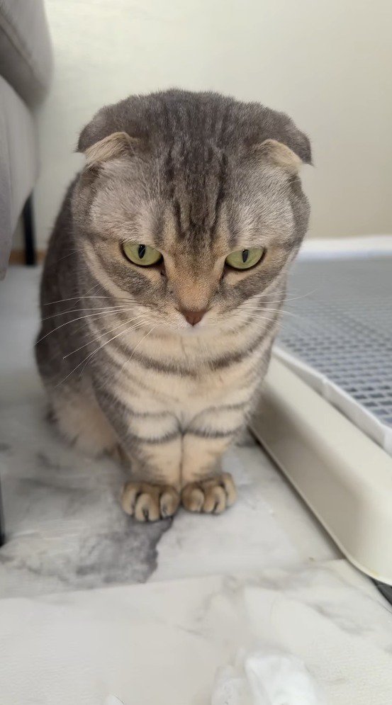 トイレカバーから降りて飼い主の前に座る猫