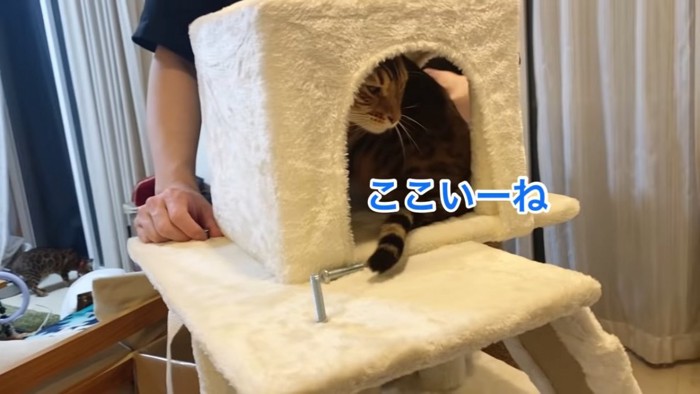 キャットタワーのハウスに入る猫