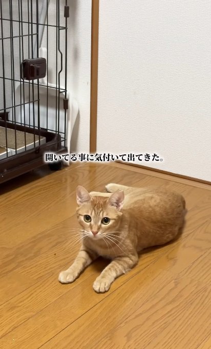 床に寝そべる猫