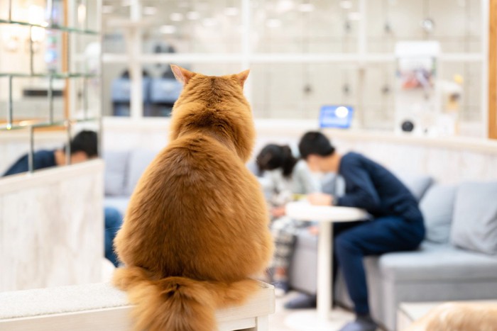 飼い主さんを眺める猫