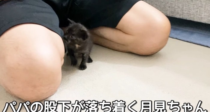 足の間の猫