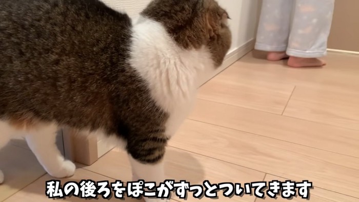 人の後ろを歩く猫