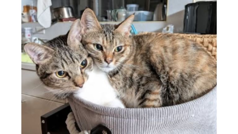 室内にいる猫たち