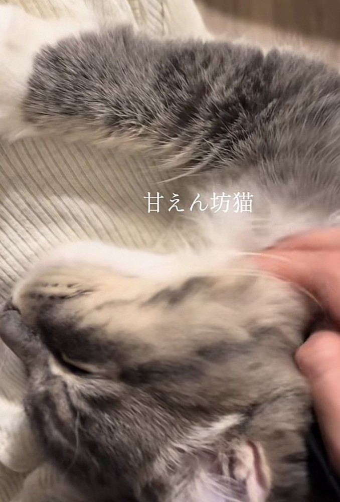 「甘えん坊猫」のテロップ写真