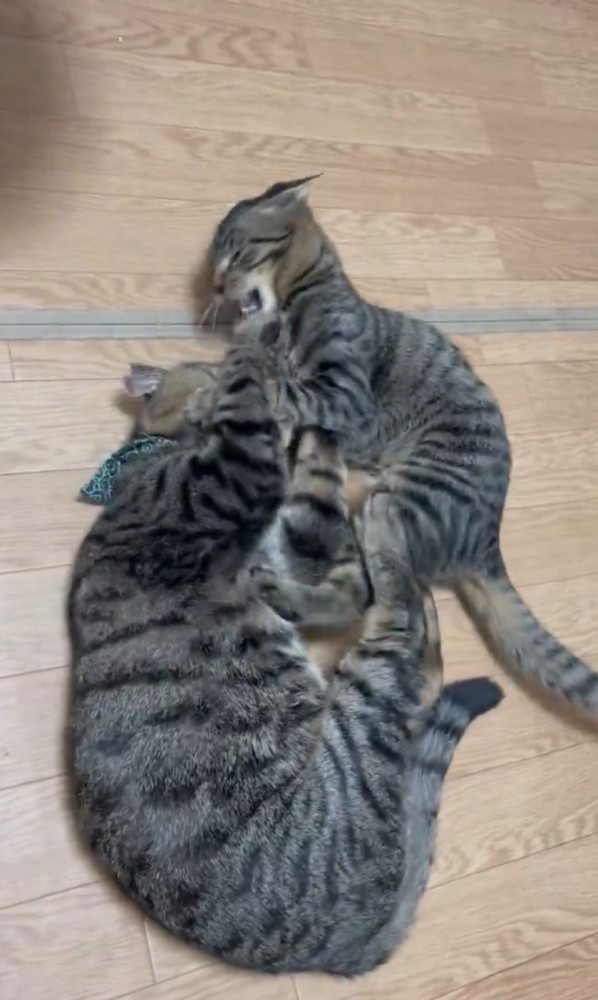 ケンカする猫2匹2