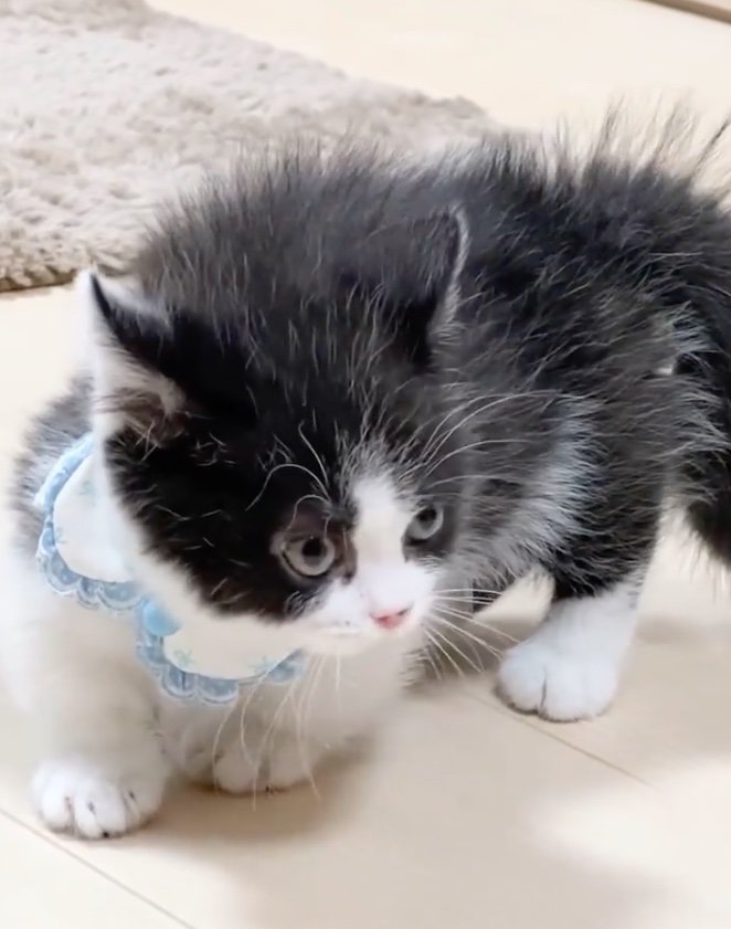 警戒する子猫