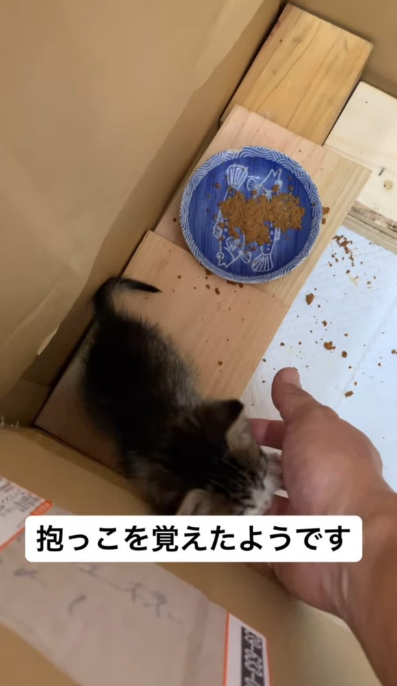 人の手の平に顔を寄せる猫