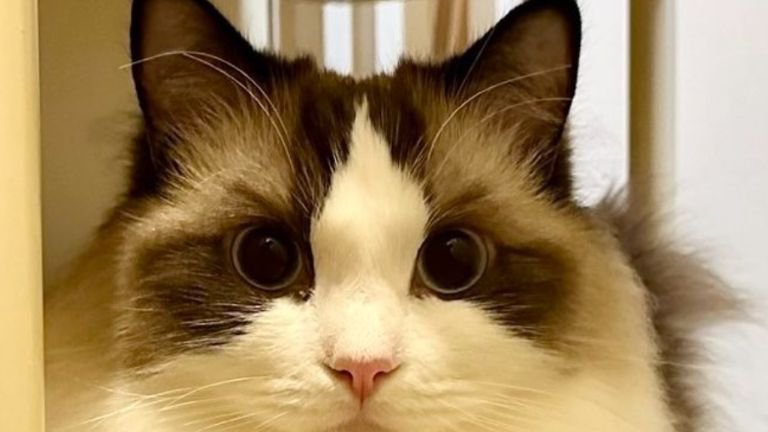 室内にいる猫