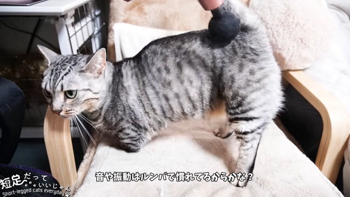 顔をこすりつける猫