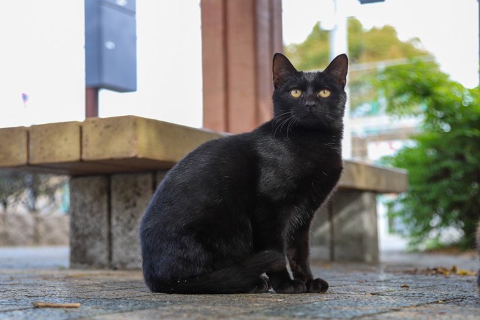 公園の黒猫