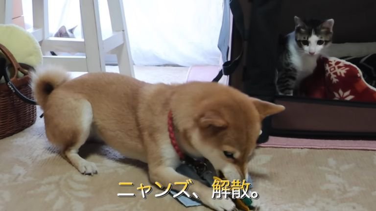 ひとり遊びする犬と猫たち