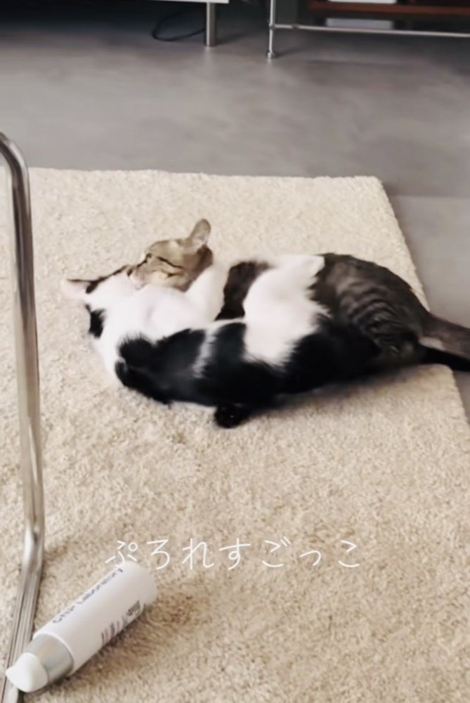 ニャンプロをするキジトラ猫とハチワレ猫