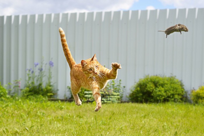 ネズミを追いかける猫