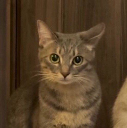 目を丸くして飼い主を見つめるキジトラ猫