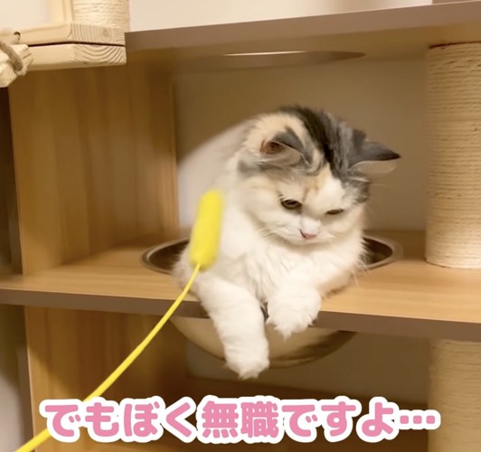 猫じゃらしで励まされるつくしちゃん