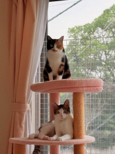 キャットタワーに乗る2匹の猫