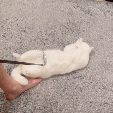 ゴルフクラブでお腹をなでられる白猫