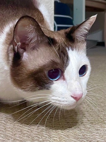 猫の横顔