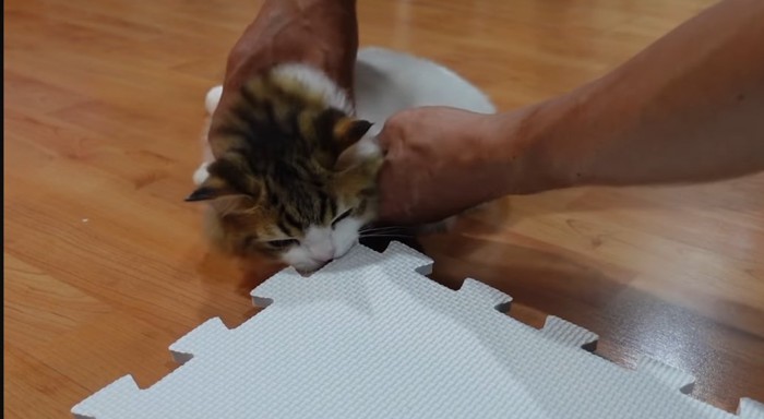 マットに噛みつく子猫