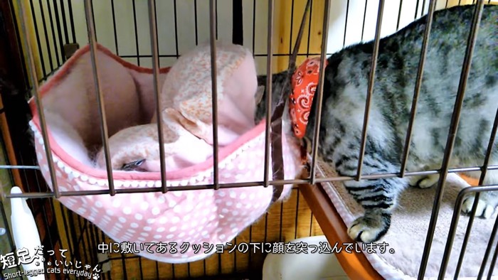 ハンモックに頭を突っ込む猫