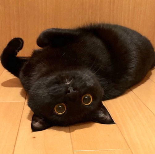 ゴロンと寝転がる黒猫