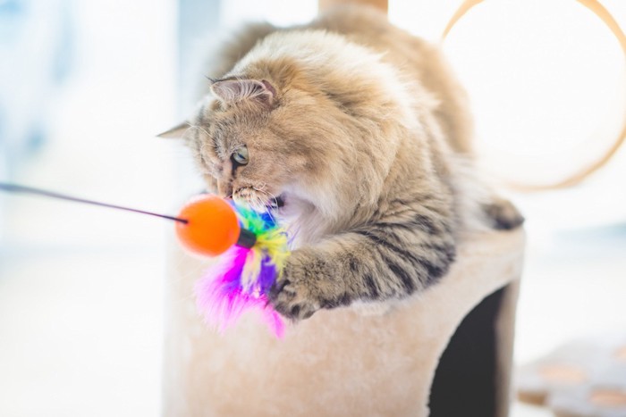 猫じゃらしで遊ぶ長毛猫