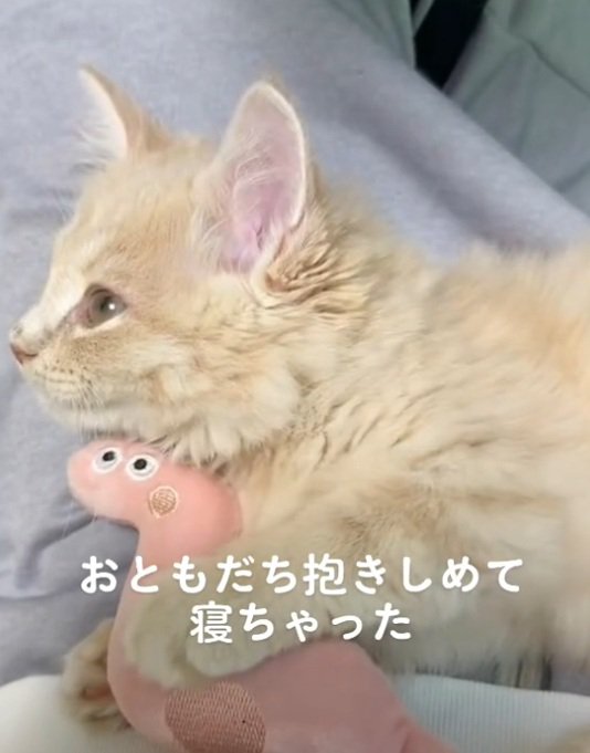 ぬいぐるみを抱きしめている子猫