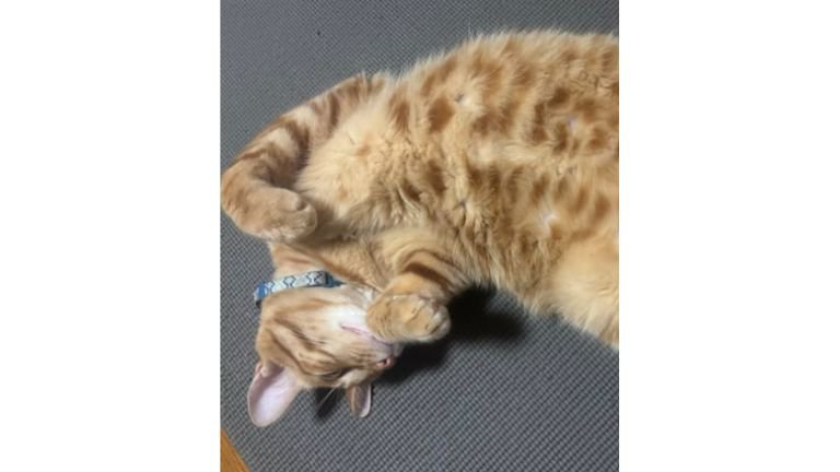 寝ている猫