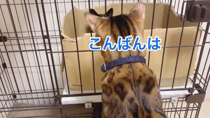 ケージをのぞく猫