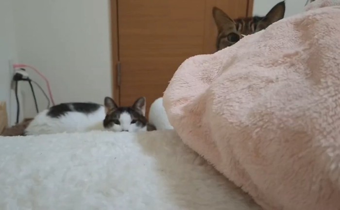 布団の向こうにいる猫たち