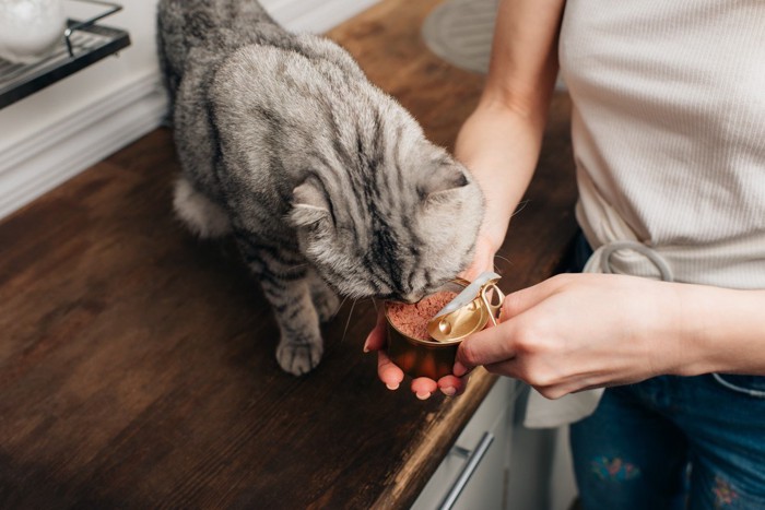 缶詰を食べる猫