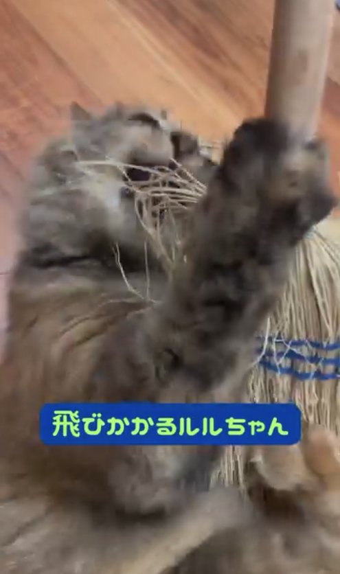 ほうきにしがみついて大きく口を開けている猫