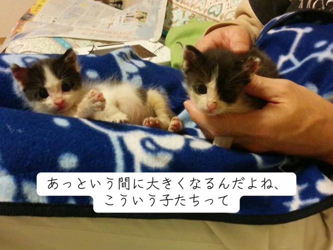 カメラ目線の子猫たち