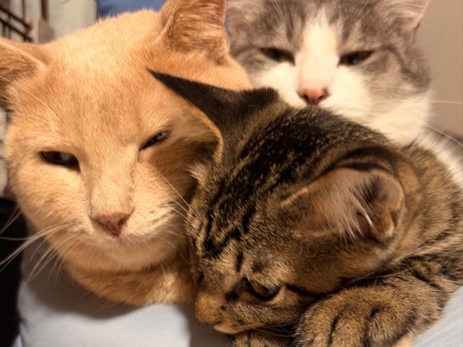 子猫が手を出し押される茶トラとそこにのしかかるサバ白