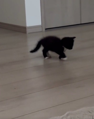 よちよち歩きの子猫