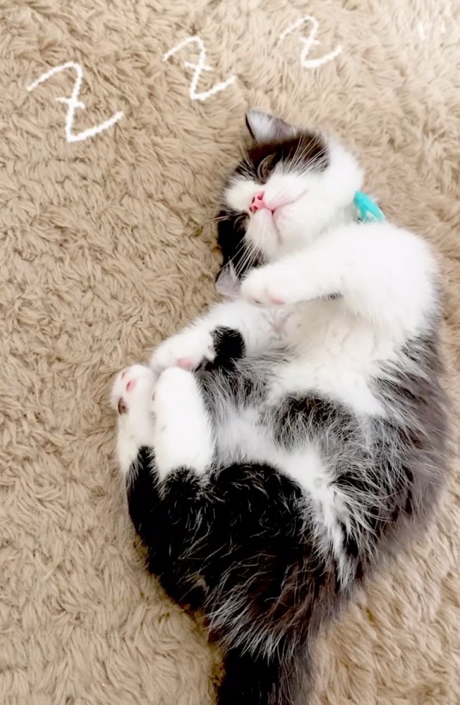 目を開けたまま眠る子猫